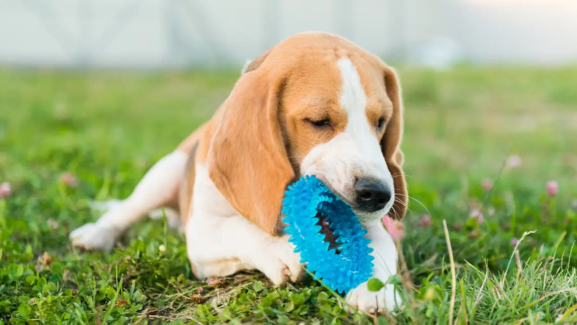 Using toys as a form of reward