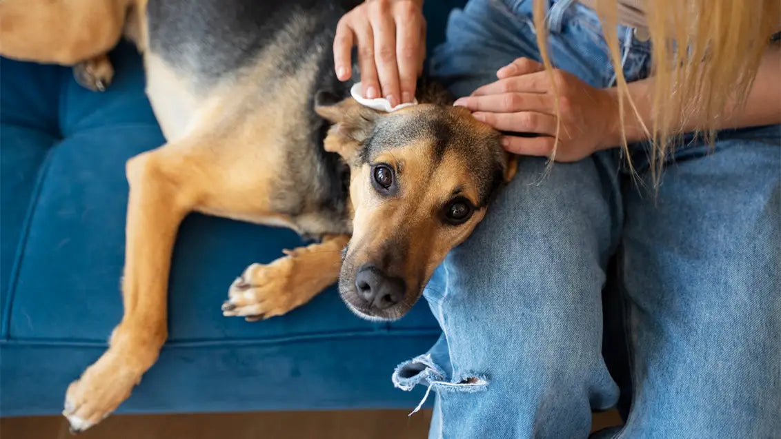 WHAT_ARE_THE_BENEFITS_OF_USING_A_DOG_COMB_IN_MANAGING_EXCESSIVE_SHEDDING