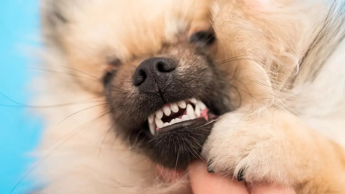 Puppy teething