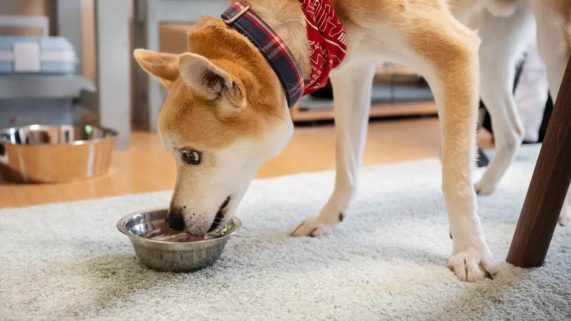 What to put in dog food to stop eating poop