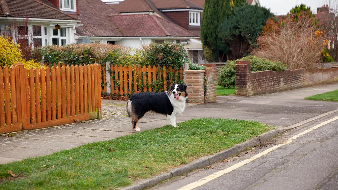 Signs your dog needs to be neutered