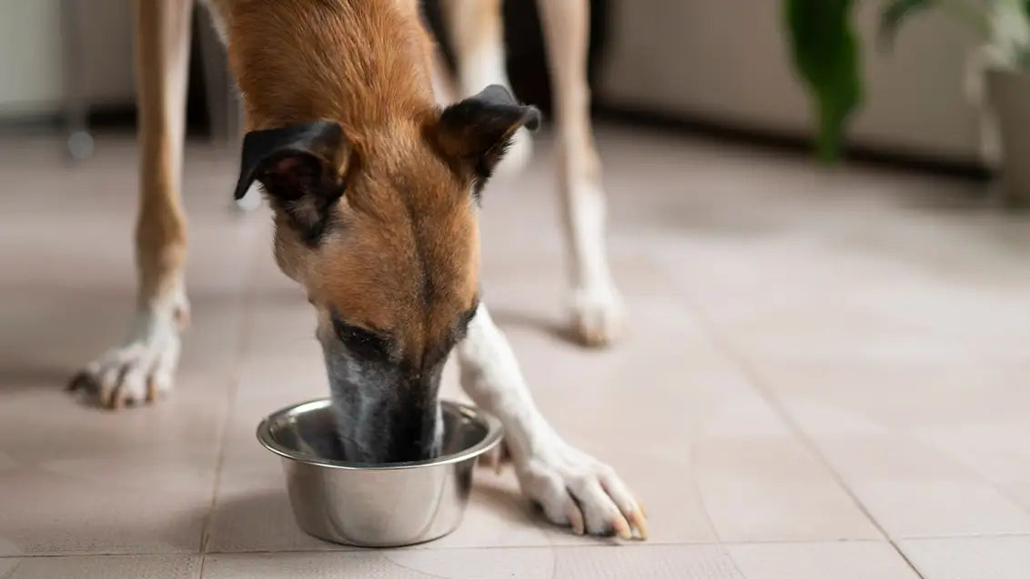 best dog food for allergies