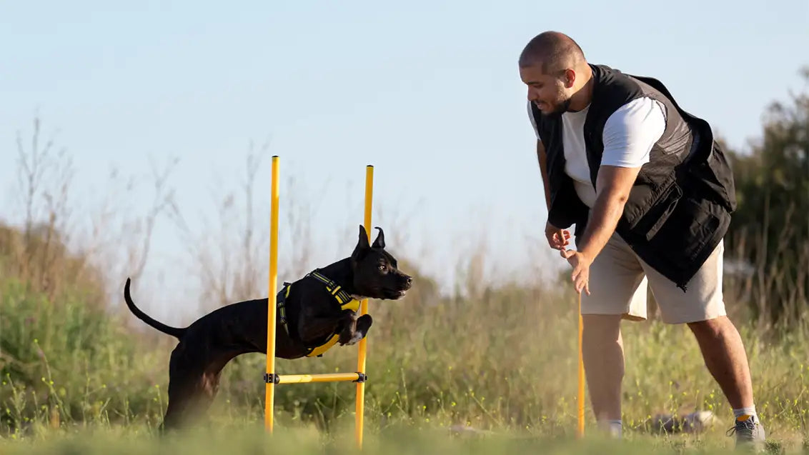 dog-board-and-train-programs-tools