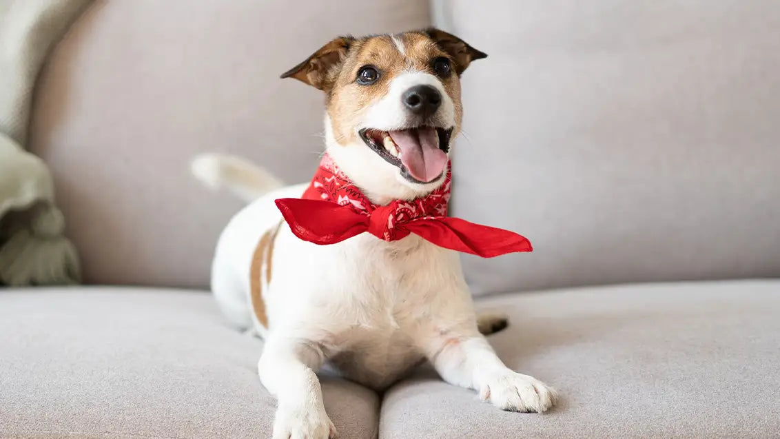 dog-bow-tie-tying-made-easy