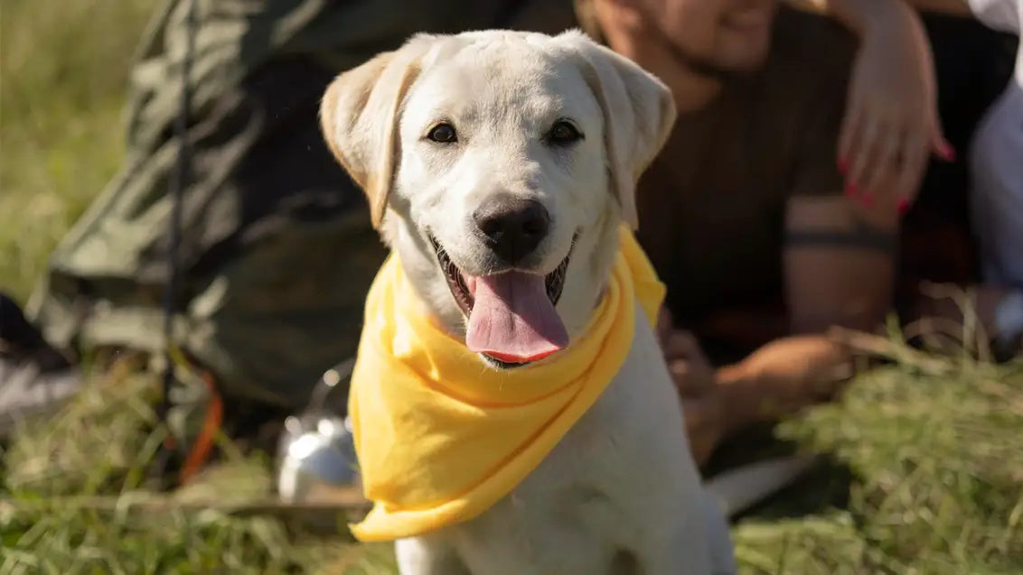 dog bandanas