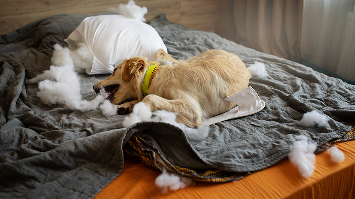 dog keeps licking beds to reduce boredom