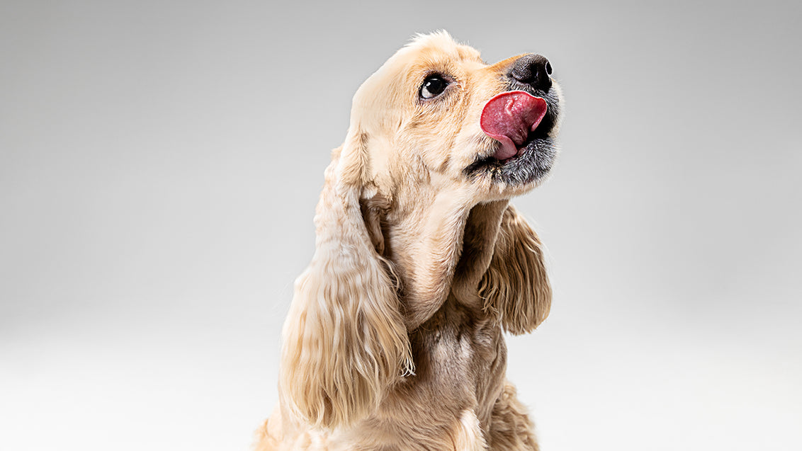 dog licking bed