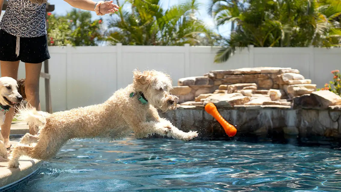 dog water toy