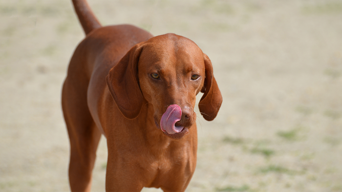 lack of training induces dog licking habits