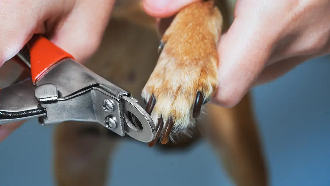 dog nail care