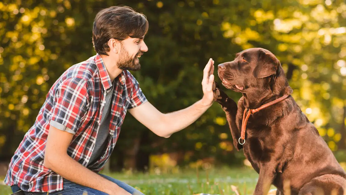 Engaging with pets while dog board and train programs