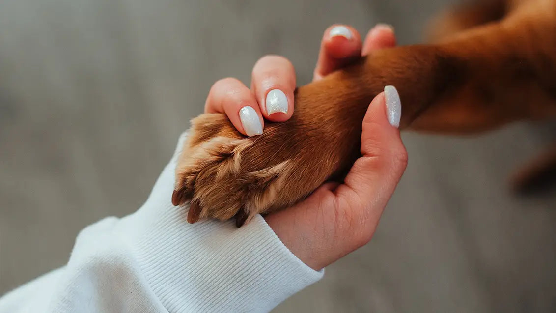 Gentle Dog nail care