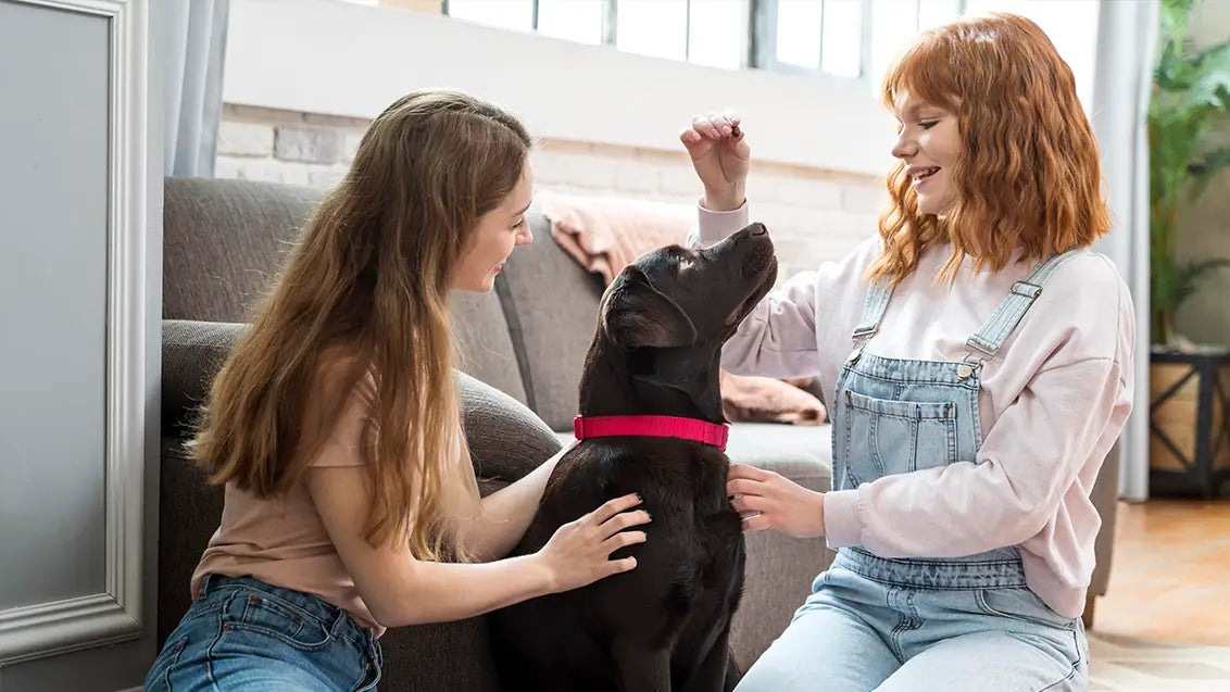 dog nail trim