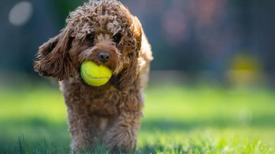 teacup poodle exercise