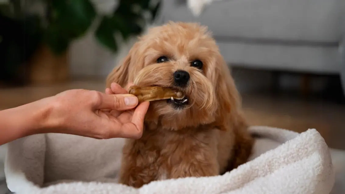 teacup poodle food