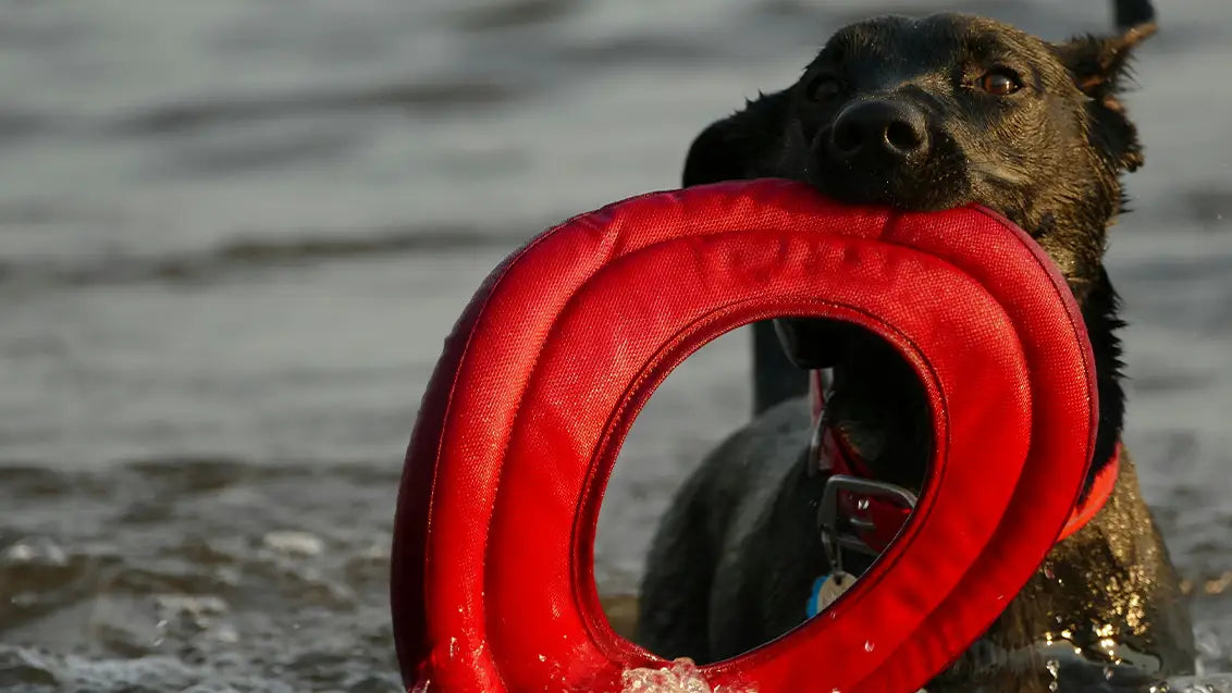 water toys for dogs