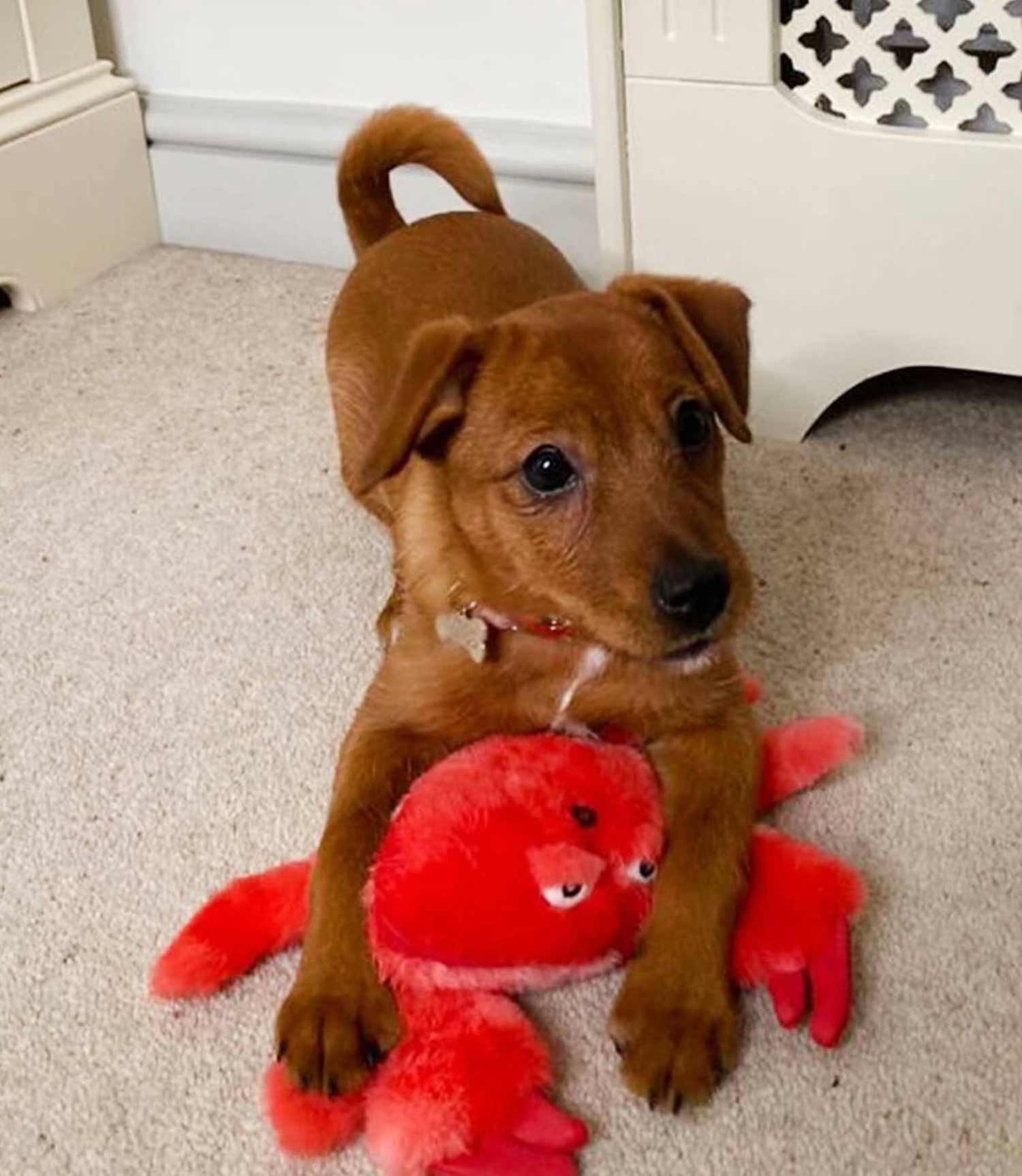 kong crab dog toy