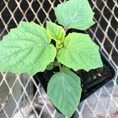 CVO Potted Plants - Ground Cherries - Cherry Valley Organics