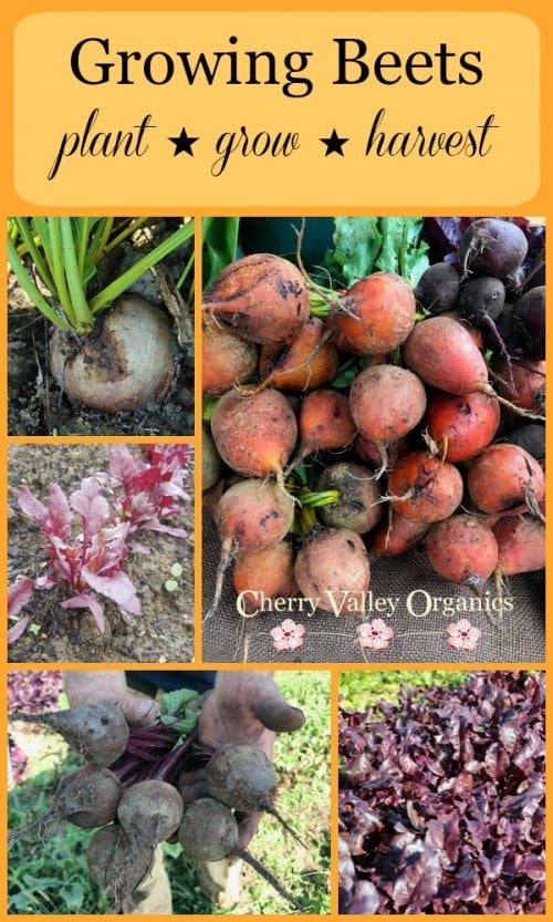 Cherry Valley Organics Beets