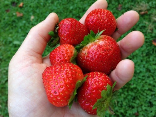 Cherry Valley Organics Strawberries