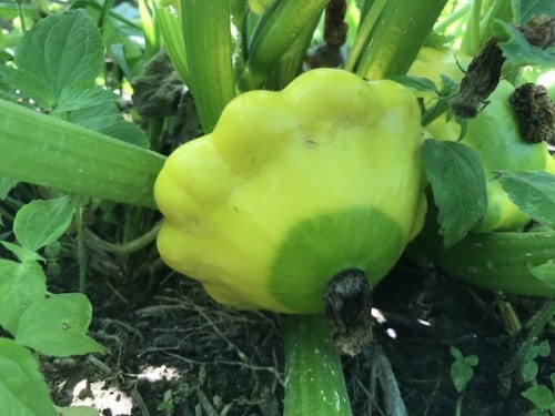 Cherry Valley Organics Patty Pan Squash