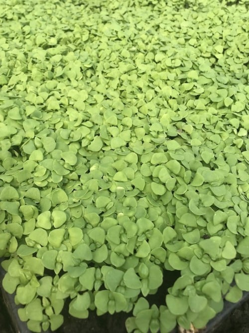 Cherry Valley Organics Microgreens