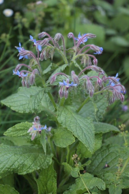 Cherry Valley Organics herb plants