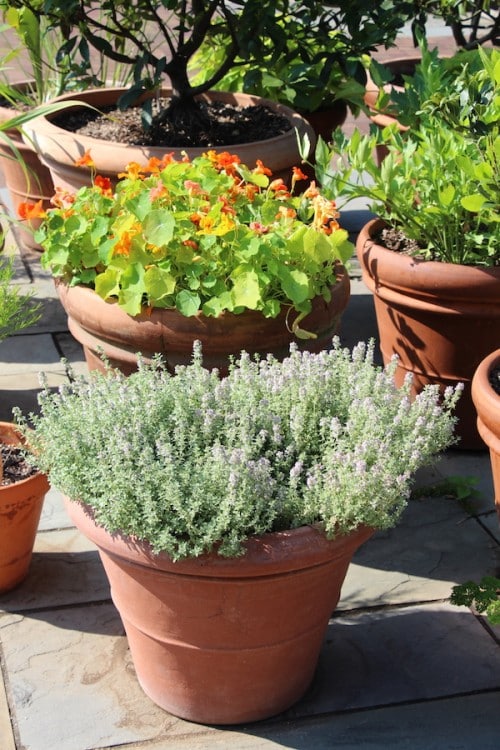 Silver Edge Thyme Plants For Sale