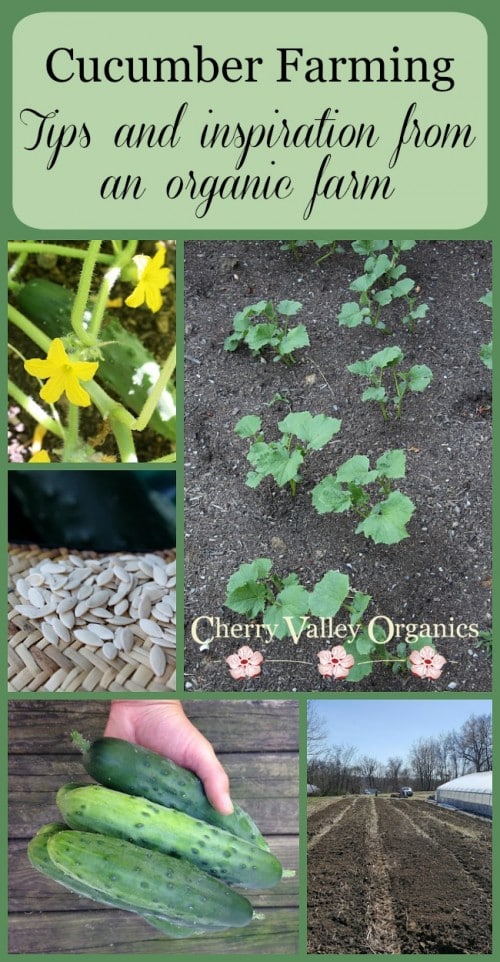 Cherry Valley Organics Cucumber Farming