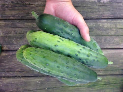 Cherry Valley Organics Cucumber Farming