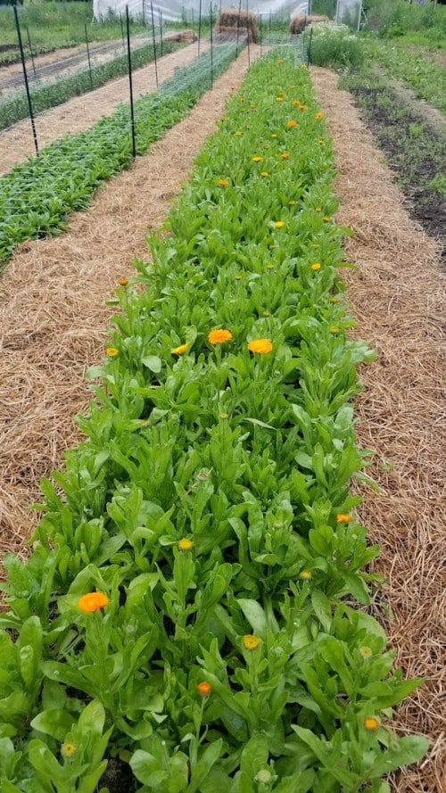 Cherry Valley Organics Edible Flowers