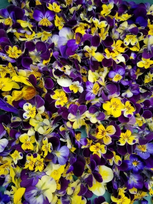 Edible Pansies and 7 Other Edible Flowers for Chefs to Use