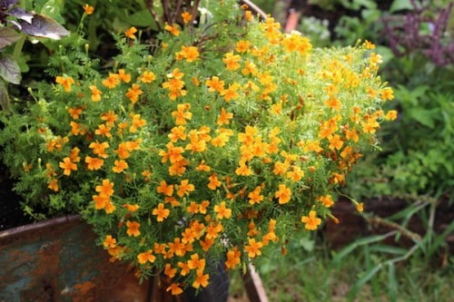 Fresh Edible Flowers - Lavender, Mixed – Cherry Valley Organics