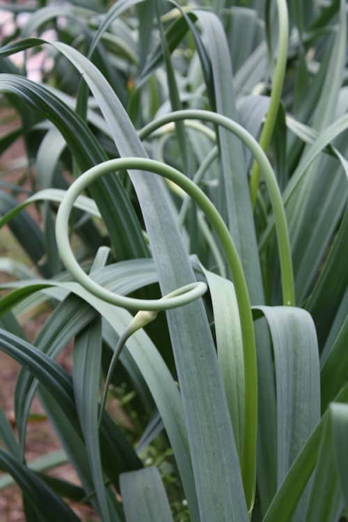 Garlic Scapes