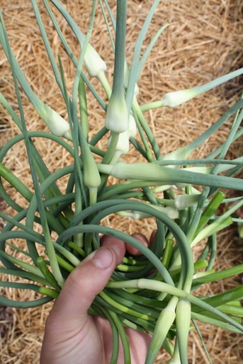 Garlic Scapes