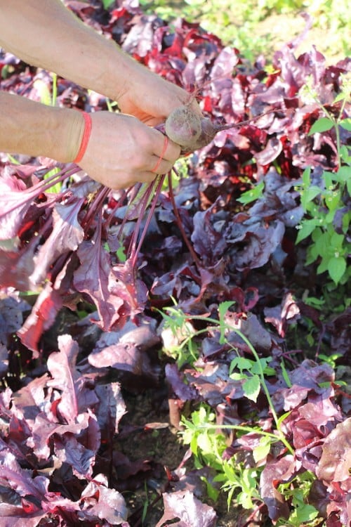 Cherry Valley Organics Beets