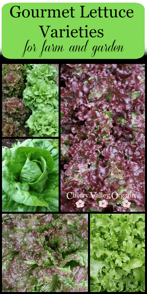Cherry Valley Organics Lettuce