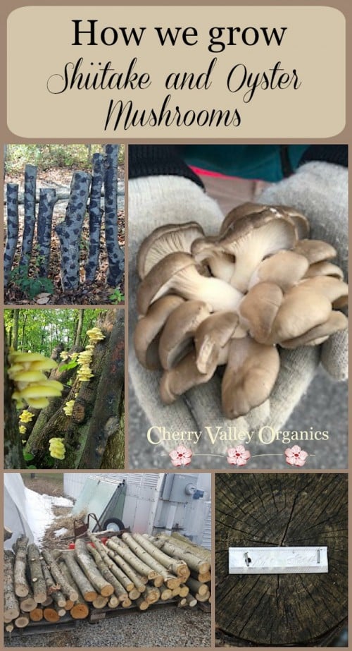 Cherry Valley Organics Mushrooms