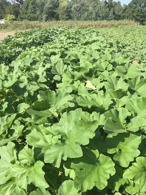 Cherry Valley Organics Patty Pan Squash