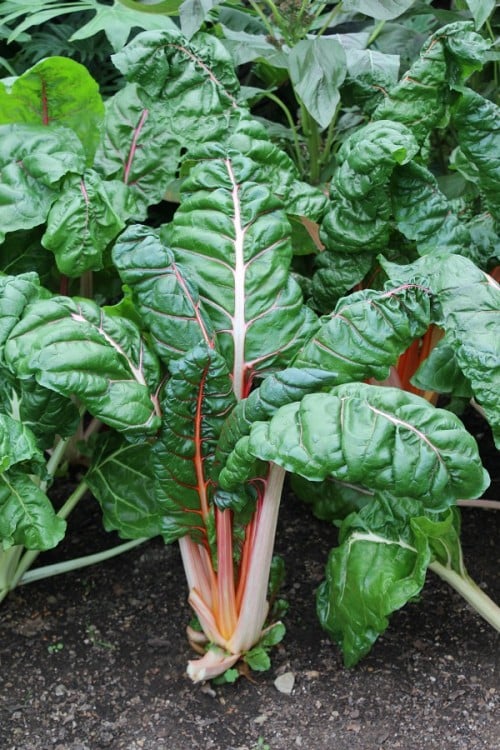 Cherry Valley Organics Swiss Chard