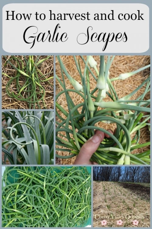 Garlic Scapes