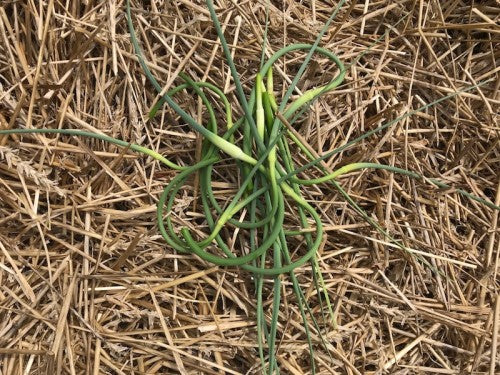 Garlic Scapes