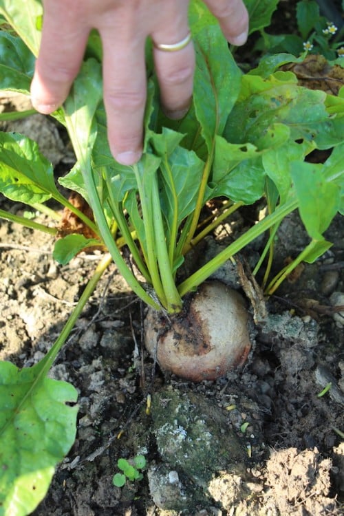 Cherry Valley Organics Beets