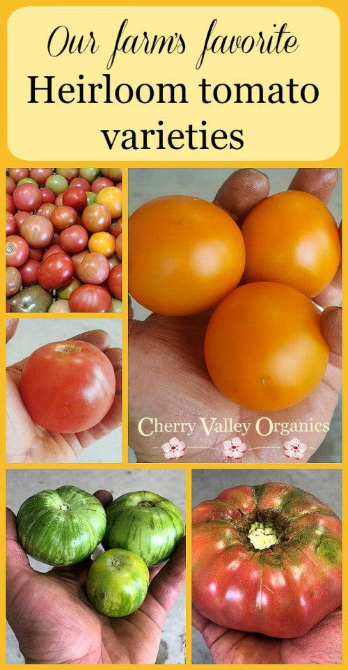 The best heirloom tomato varieties for farm and garden
