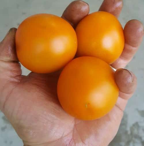 Cherry Valley Organics Heirloom Tomatoes