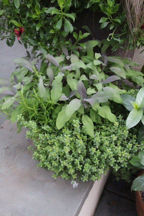 Silver Edge Thyme Plants For Sale