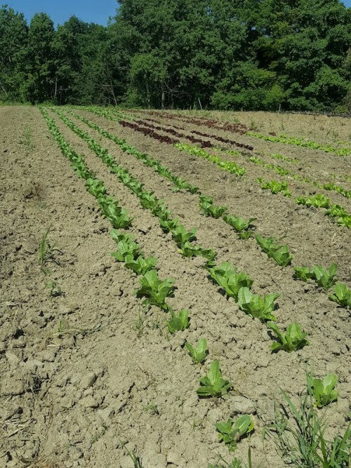 Cherry Valley Organics Planting