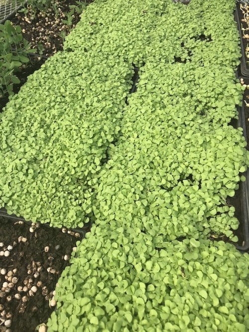 Cherry Valley Organics Microgreens