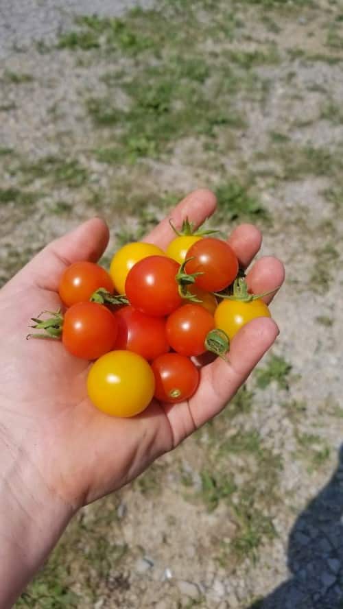 Cherry Valley Organics cherry tomatoes