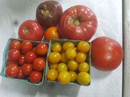 Cherry Valley Organics Heirloom Tomatoes
